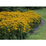 Pompás Kúpvirág 'Rudbeckia Fulgida Goldsturm'