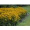 Pompás Kúpvirág 'Rudbeckia Fulgida Goldsturm'