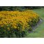 Pompás Kúpvirág 'Rudbeckia Fulgida Goldsturm'