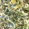 Japán kecskerágó 'Euonymus Japonicus Bravo Bush'