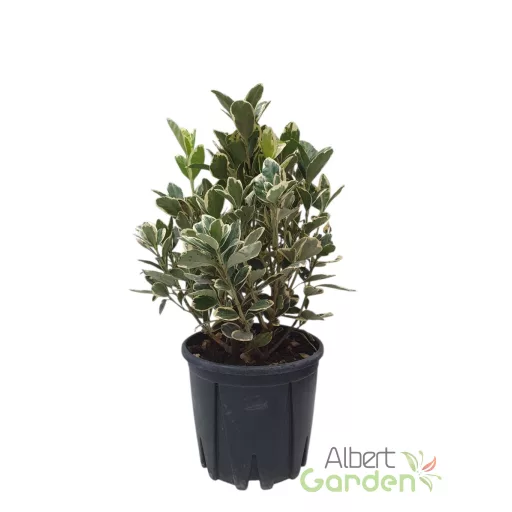 Japán kecskerágó 'Euonymus Japonicus Bravo Bush'
