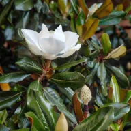  Örökzöld magnólia 'Magnolia grandiflora Little Gem'