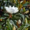 Örökzöld magnólia 'Magnolia grandiflora Little Gem'