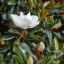 Örökzöld magnólia 'Magnolia grandiflora Little Gem'