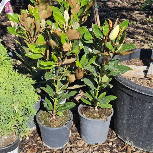 Örökzöld magnólia 'Magnolia grandiflora Little Gem'
