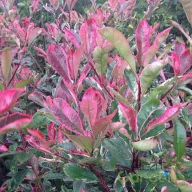   Törzses Tarka korallberkenye 'PHOTINIA FRASERI PINK MARBLE 1/4 STANDARD'