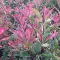 Törzses Tarka korallberkenye 'PHOTINIA FRASERI PINK MARBLE 1/4 STANDARD'