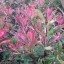 Törzses Tarka korallberkenye 'PHOTINIA FRASERI PINK MARBLE 1/4 STANDARD'