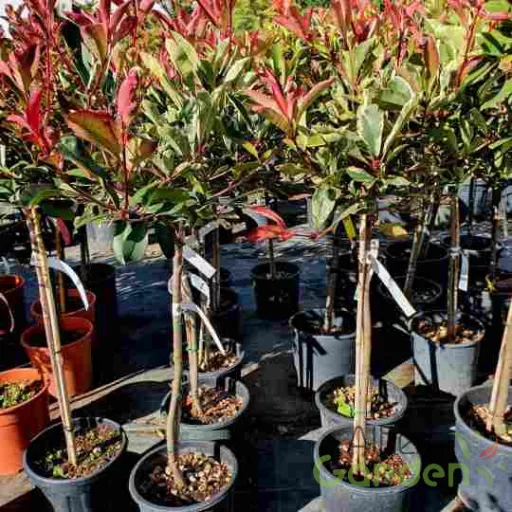 Törzses Tarka korallberkenye 'PHOTINIA FRASERI PINK MARBLE 1/4 STANDARD'