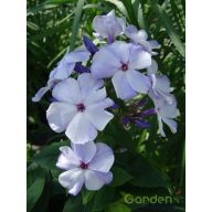   Bugás Lángvirág 'Phlox Paniculata Light Blue Flame'