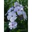 Bugás Lángvirág 'Phlox Paniculata Light Blue Flame'