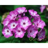 Bugás Lángvirág 'Phlox Paniculata Purple Eye'