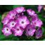Bugás Lángvirág 'Phlox Paniculata Purple Eye'