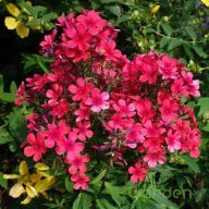 Bugás Lángvirág 'Phlox Paniculata Early red'