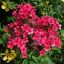 Bugás Lángvirág 'Phlox Paniculata Early red'