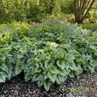 Kaukázusi nefelejcs 'Brunnera Jack Frost'