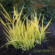 Pántlikafű 'Phalaris Arundinacea Pure Gold'
