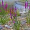 Réti füzény 'Lythrum Salicaria Pink Promenade’