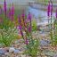 Réti füzény 'Lythrum Salicaria Pink Promenade’
