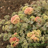 Varjúháj 'Sedum Rock'n Grow Coraljade'
