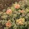 Varjúháj 'Sedum Rock'n Grow Coraljade'