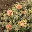 Varjúháj 'Sedum Rock'n Grow Coraljade'