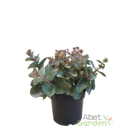 Varjúháj 'Sedum Rock'n Grow Coraljade'