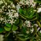 Pozsgafa / Pénzfa 'Crassula ovata'
