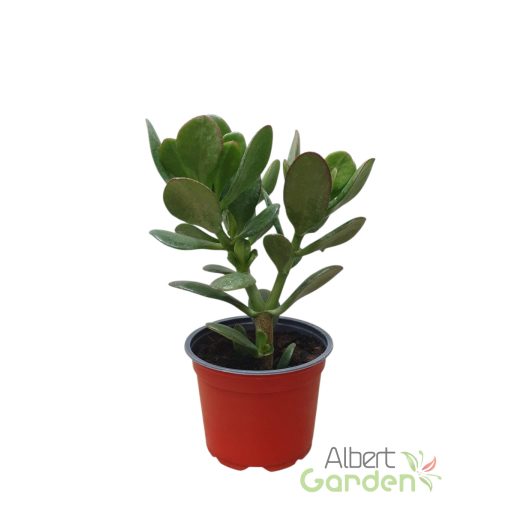 Pozsgafa / Pénzfa 'Crassula ovata'