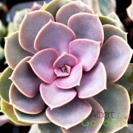 Echeveria 'Echeveria Perle von Nürnberg'