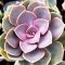Echeveria 'Echeveria Perle von Nürnberg'