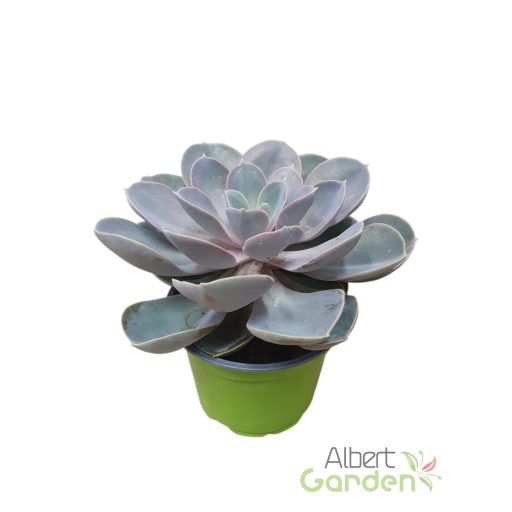 Echeveria 'Echeveria Perle von Nürnberg'