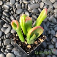 Tarka pozsgafa 'Crassula ovata Horntree  Tricolor'