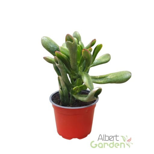 Tarka pozsgafa 'Crassula ovata Horntree  Tricolor'