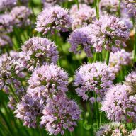 Díszhagyma 'Allium Summer Beauty'