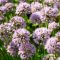 Díszhagyma 'Allium Summer Beauty'