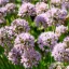 Halványrózsaszín gömb virágfejes díszhagyma Allium Summer Beauty évelő, tömegesen virágzó