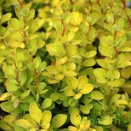   Törpe sárgalombú borbolya 'Berberis thunbergii Evita'