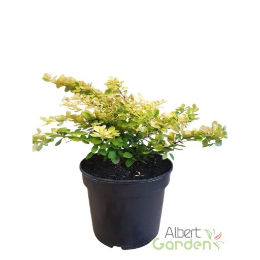 Törpe sárgalombú borbolya 'Berberis thunbergii Evita'