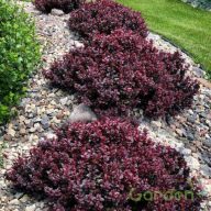 Japán borbolya 'Berberis Thunbergii Concorde'