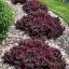 Japán borbolya 'Berberis Thunbergii Concorde'