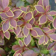   Bordó Levelű, citromsárga szélű japán borbolya 'Berberis Thunbergii Golden Ring'