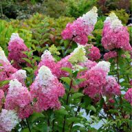 Bugás hortenzia Hydrangea paniculata 