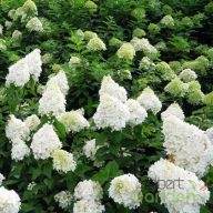 Bugás hortenzia Hydrangea 'Polar Bear'