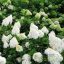 Bugás hortenzia Hydrangea 'Polar Bear'