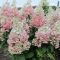 Bugás hortenzia Hydrangea 'confetti'