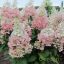 Bugás hortenzia Hydrangea 'confetti'