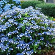   Fűrészeslevelű hortenzia 'Hydrangea serrata Blue Bird'
