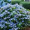 Fűrészeslevelű hortenzia 'Hydrangea serrata Blue Bird'