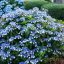 Fűrészeslevelű hortenzia 'Hydrangea serrata Blue Bird'
